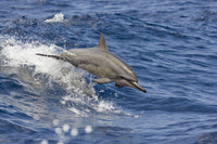 Spinner Dolphin leaping out of Pacific waves in Hawaii by David Fleetham.