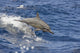 Spinner Dolphin leaping out of Pacific waves in Hawaii by David Fleetham.