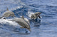 Spinner dolphins leaping in the Pacific Ocean poster print by David Fleetham.