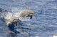 Two spinner dolphins leaping into the air in Hawaii poster print.