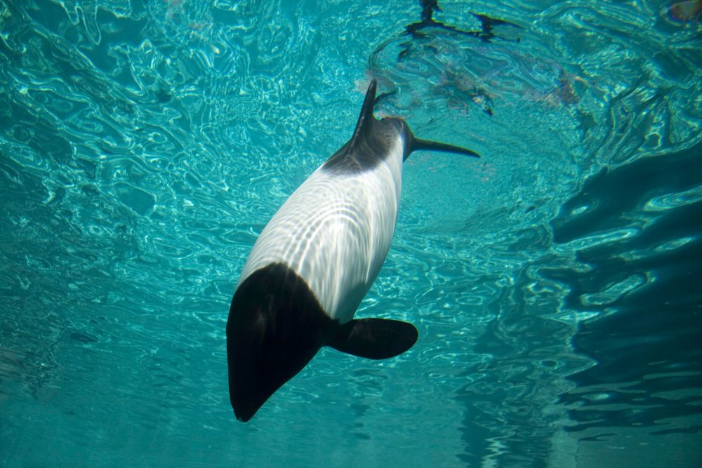 Commerson's Dolphin Poster Print by David Fleetham showcasing marine life.