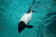 Commerson's Dolphin Poster Print by David Fleetham showcasing marine life.