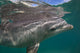 Atlantic bottlenose dolphin fine art print by David Fleetham.