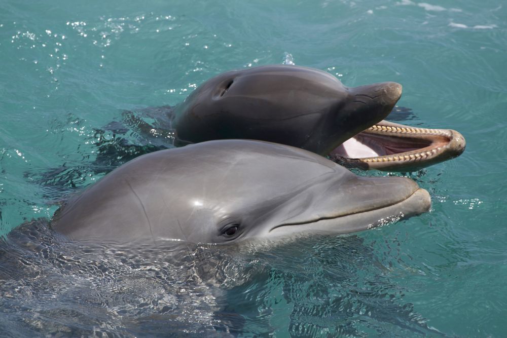 Atlantic Bottlenose Dolphins Poster Print by David Fleetham showcasing marine life