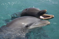 Atlantic Bottlenose Dolphins Poster Print by David Fleetham showcasing marine life