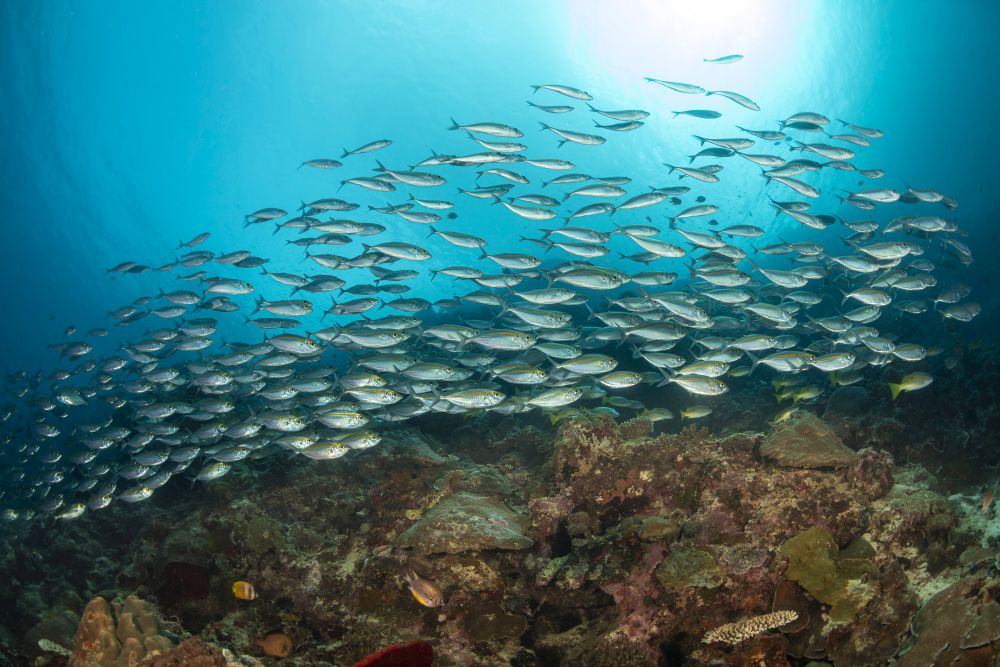 School of Oxeye Scad Poster Print by David Fleetham featuring vibrant marine life over a reef.