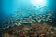 School of Oxeye Scad Poster Print by David Fleetham featuring vibrant marine life over a reef.
