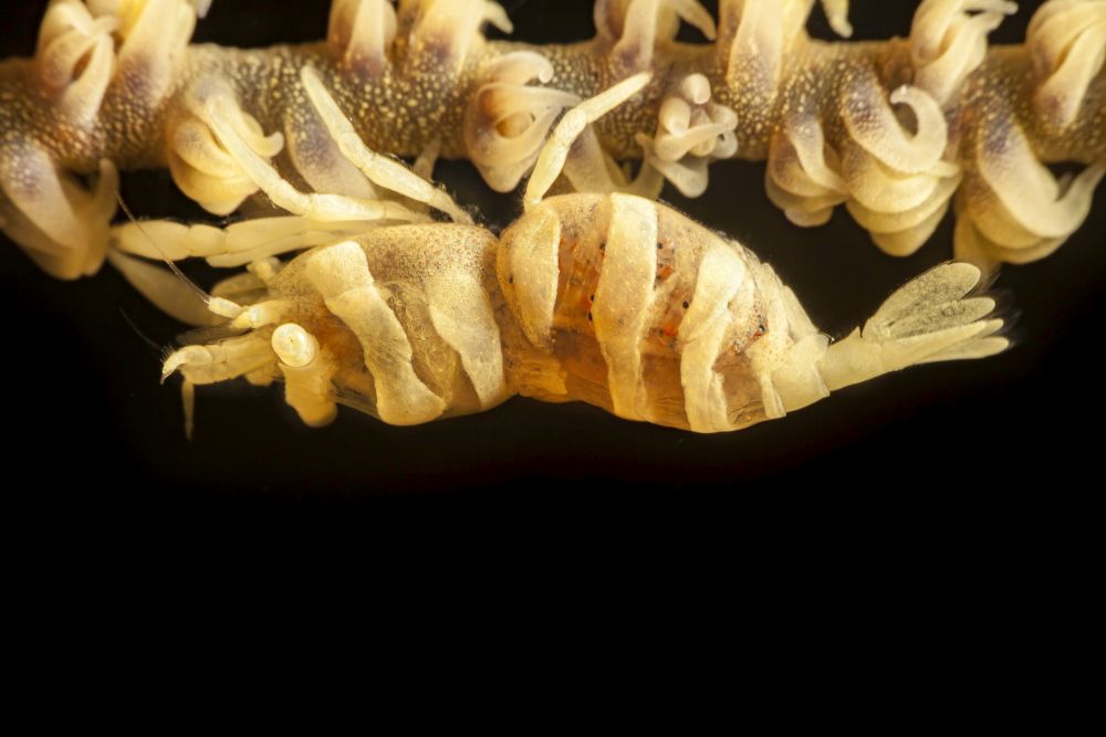 Close-up image of a pregnant female Anker's wire coral shrimp on wire coral, Fiji.