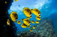 Schooling Raccoon Butterflyfish Chaetodon lunula poster print by David Fleetham