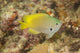 Black-Margined Damsel Fish poster print by David Fleetham showcasing vibrant underwater colors.
