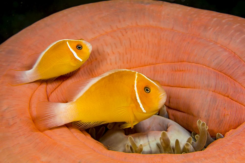 Amphiprion perideraion clownfish in a Heteractis magnifica sea anemone poster print by David Fleetham.