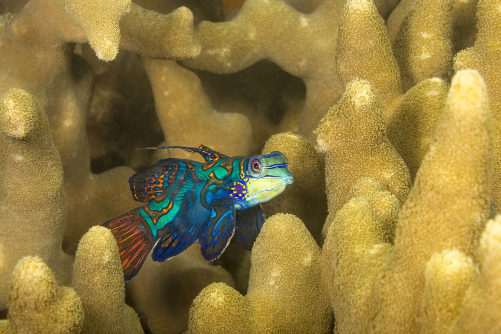 Mandarinfish swimming among finger coral in Yap, Micronesia