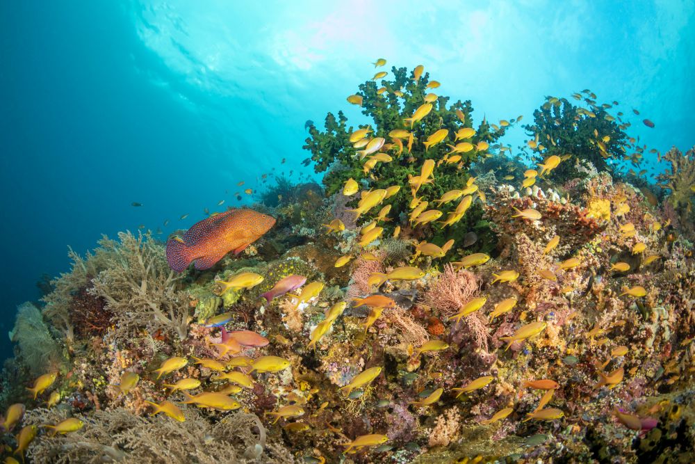 Reef scene poster print featuring Tubastraea coral, grouper, and anthias fish.