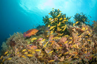 Reef scene poster print featuring Tubastraea coral, grouper, and anthias fish.