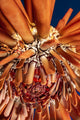 Close-up poster print of a slate pencil sea urchin, Heterocentrotus mammillatus, by David Fleetham.