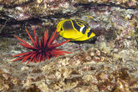Raccoon Butterflyfish behind Slate Pencil Sea Urchin in Hawaii
