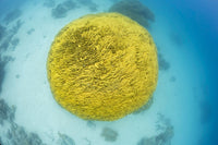 Turbinaria Reniformis Lettuce Coral Poster Print from Fiji