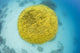 Turbinaria Reniformis Lettuce Coral Poster Print from Fiji