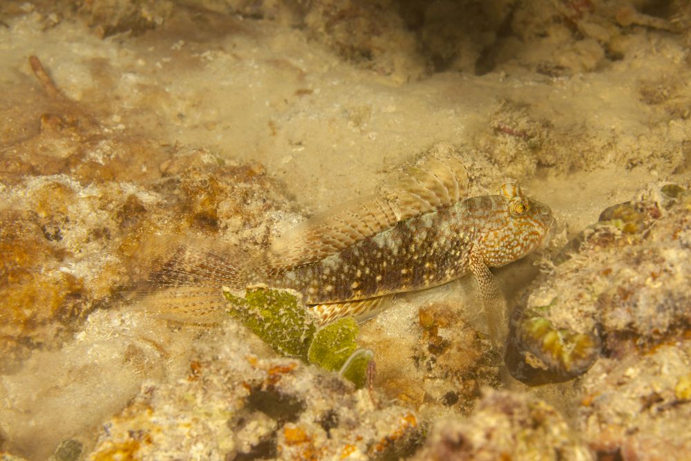 Exyrias Belissimus Fiji Goby Poster Print by David Fleetham, vibrant underwater art