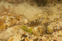 Exyrias Belissimus Fiji Goby Poster Print by David Fleetham, vibrant underwater art