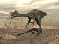 Gigantoraptor Dinosaur Walking on Rocky Terrain Poster Print