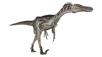 Velociraptor dinosaur poster print on white background