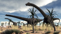 Diplodocus dinosaurs walking in desert landscape with Williamsonia trees poster print.