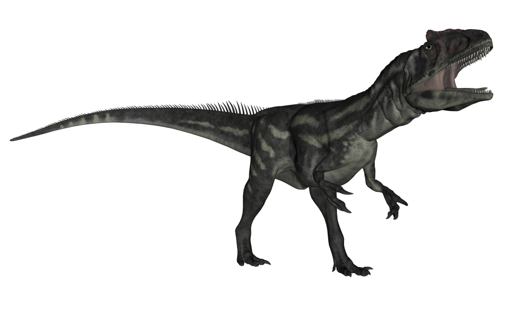Allosaurus roaring dinosaur poster print by Elena Duvernay on a white background.