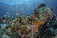 Colorful anthias swimming above corals in Komodo National Park poster print