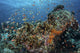 Colorful anthias swimming above corals in Komodo National Park poster print