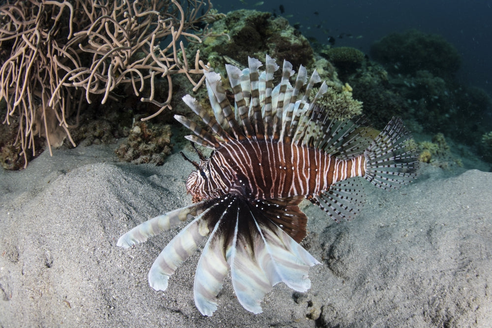 Lionfish swimming on a reef in Komodo National Park, Indonesia poster print