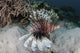 Lionfish swimming on a reef in Komodo National Park, Indonesia poster print
