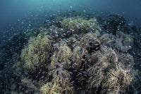 Cardinalfish swimming above soft corals in Komodo National Park poster print