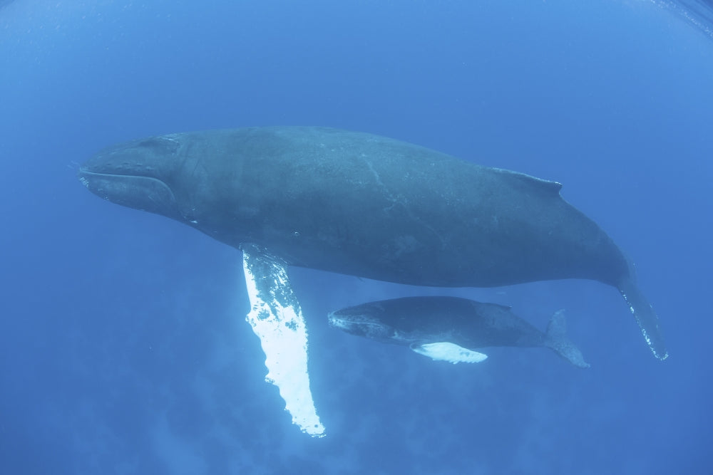 Humpback whale mother and calf swimming in the Caribbean Sea poster print.