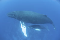 Humpback whale mother and calf swimming in the Caribbean Sea poster print.