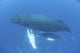 Humpback whale mother and calf swimming in the Caribbean Sea poster print.