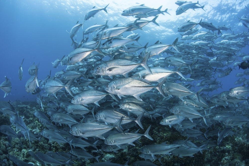 Bigeye Jacks swimming over a reef in the Solomon Islands poster print