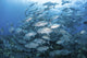 Bigeye Jacks swimming over a reef in the Solomon Islands poster print