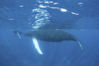 Mother and calf humpback whales swimming underwater poster print