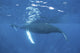 Mother and calf humpback whales swimming underwater poster print