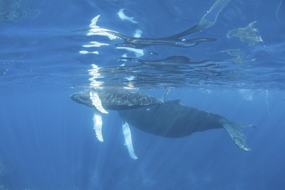 Mother and calf humpback whales swimming underwater poster print