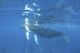 Mother and calf humpback whales swimming underwater poster print