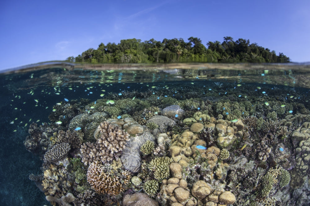 Vibrant coral reef poster print showcasing marine biodiversity from the Solomon Islands.