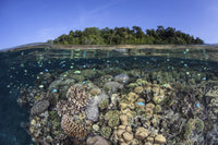 Vibrant coral reef poster print showcasing marine biodiversity from the Solomon Islands.