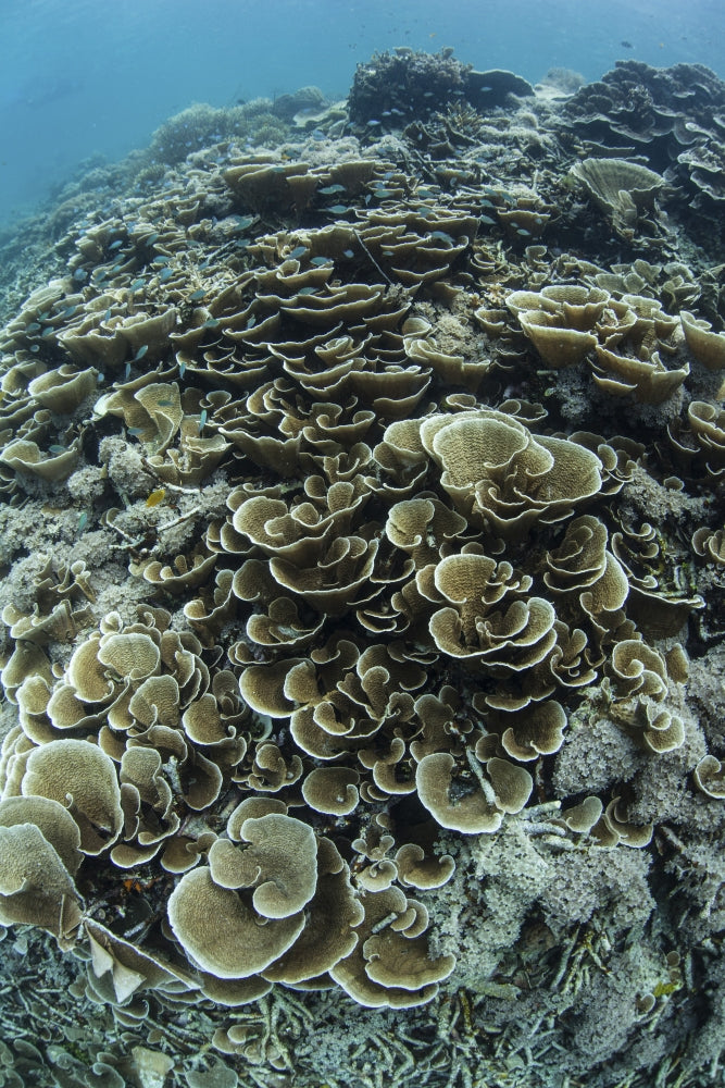 Foliose corals on a reef slope in Raja Ampat, Indonesia poster print.