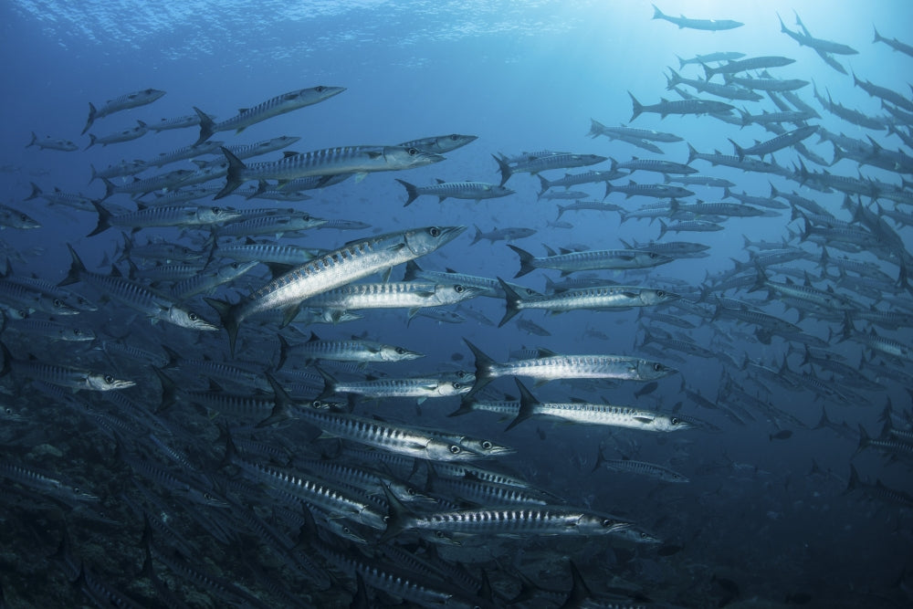 Barracuda school swimming above vibrant coral reef in the Solomon Islands poster print.
