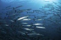 Barracuda school swimming above vibrant coral reef in the Solomon Islands poster print.