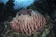 Massive barrel sponge thriving on a steep drop-off in the Solomon Islands, showcasing marine biodiversity.