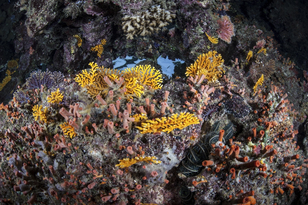 Colorful coral reef poster print depicting marine biodiversity in the Solomon Islands.