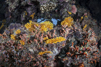 Colorful coral reef poster print depicting marine biodiversity in the Solomon Islands.
